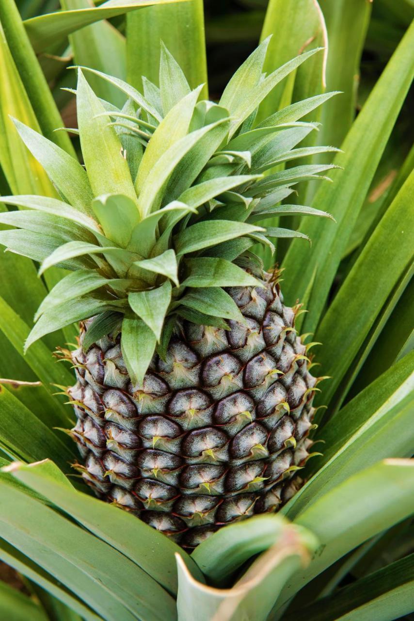 Herdade Do Ananas Ponta Delgada المظهر الخارجي الصورة